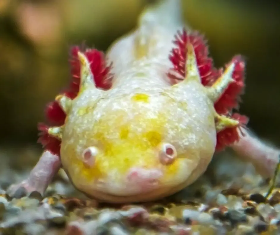 an axolotl lying in an aquarium