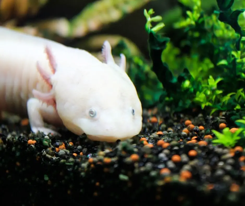 axolotl's face