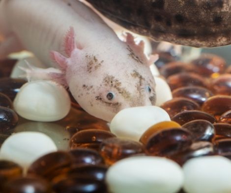 axolotl and decorative stones