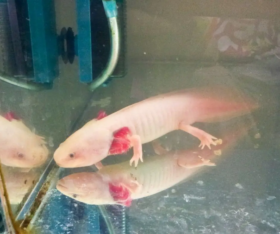 axolotl and new tank