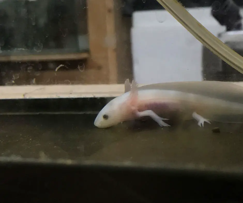 axolotl crawling in the tank