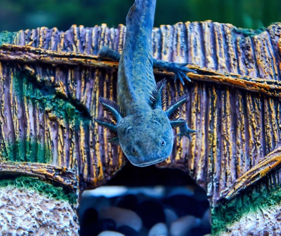 axolotl is crawling on the decorations of the tank