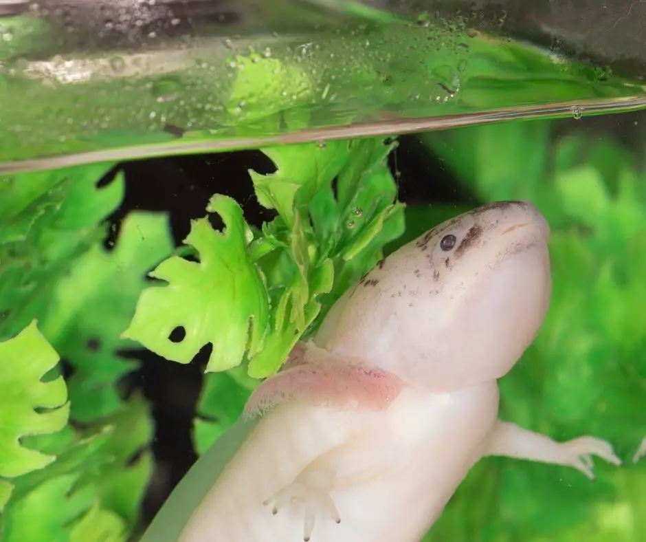 axolotl is emerging for oxygen