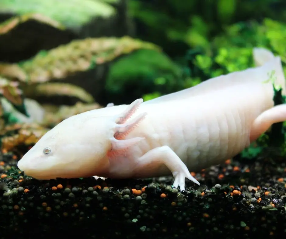 axolotl is lying in the tank
