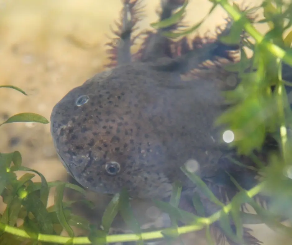 axolotl is lying under the canopy of aquatic plants