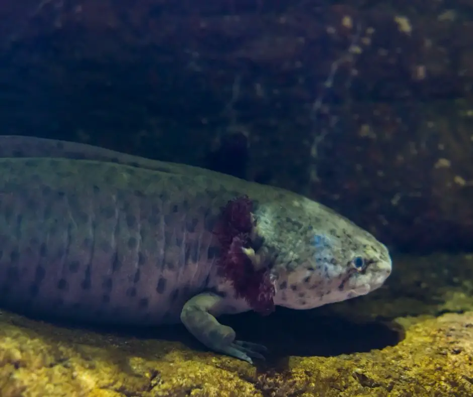 axolotl is overweight