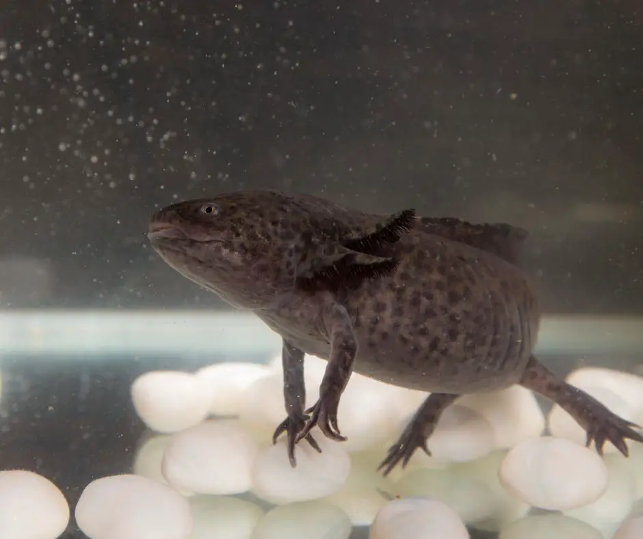axolotl is slowly floating above the tank
