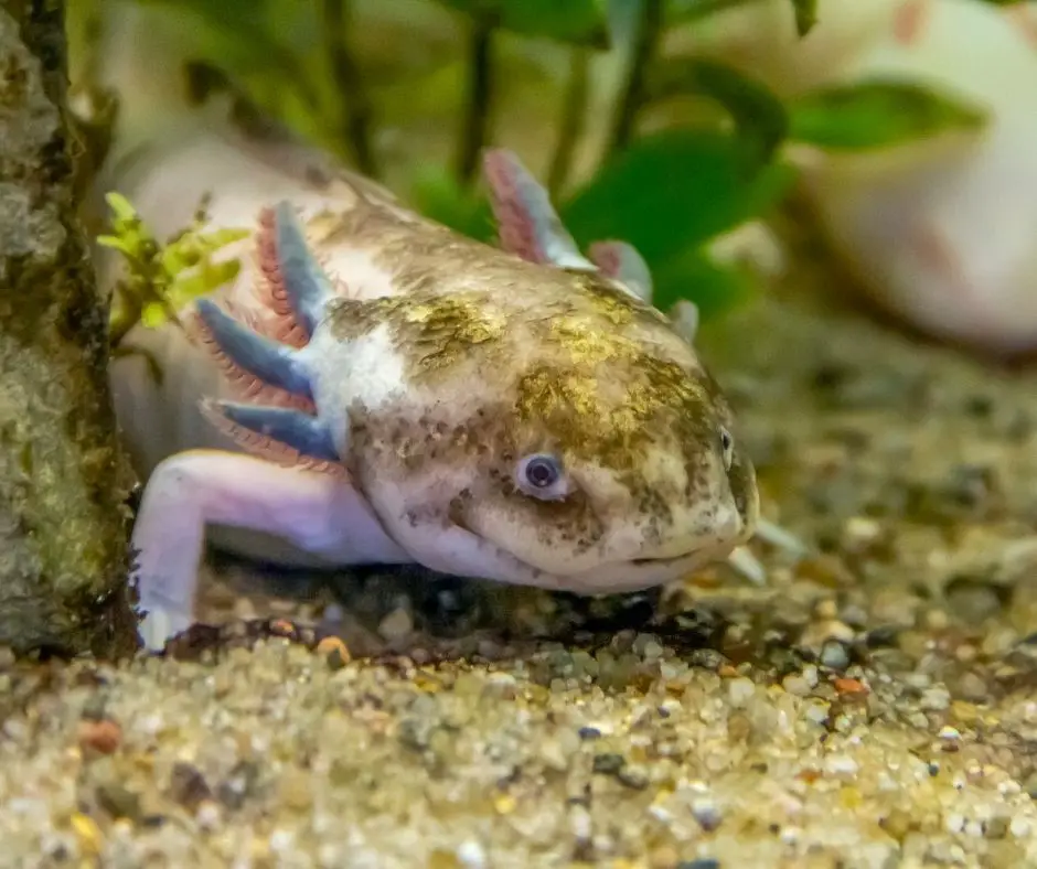 axolotl is standing in the sand