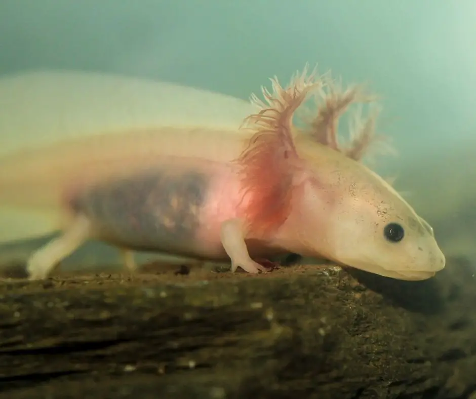 axolotl is standing on a log