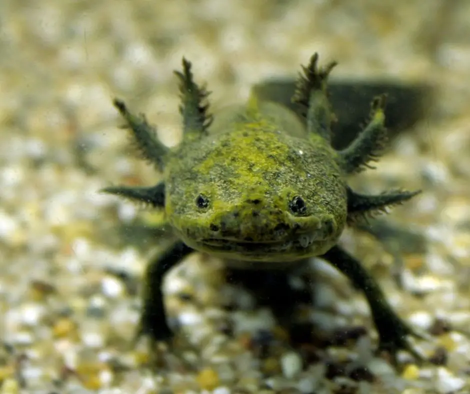 axolotl is standing