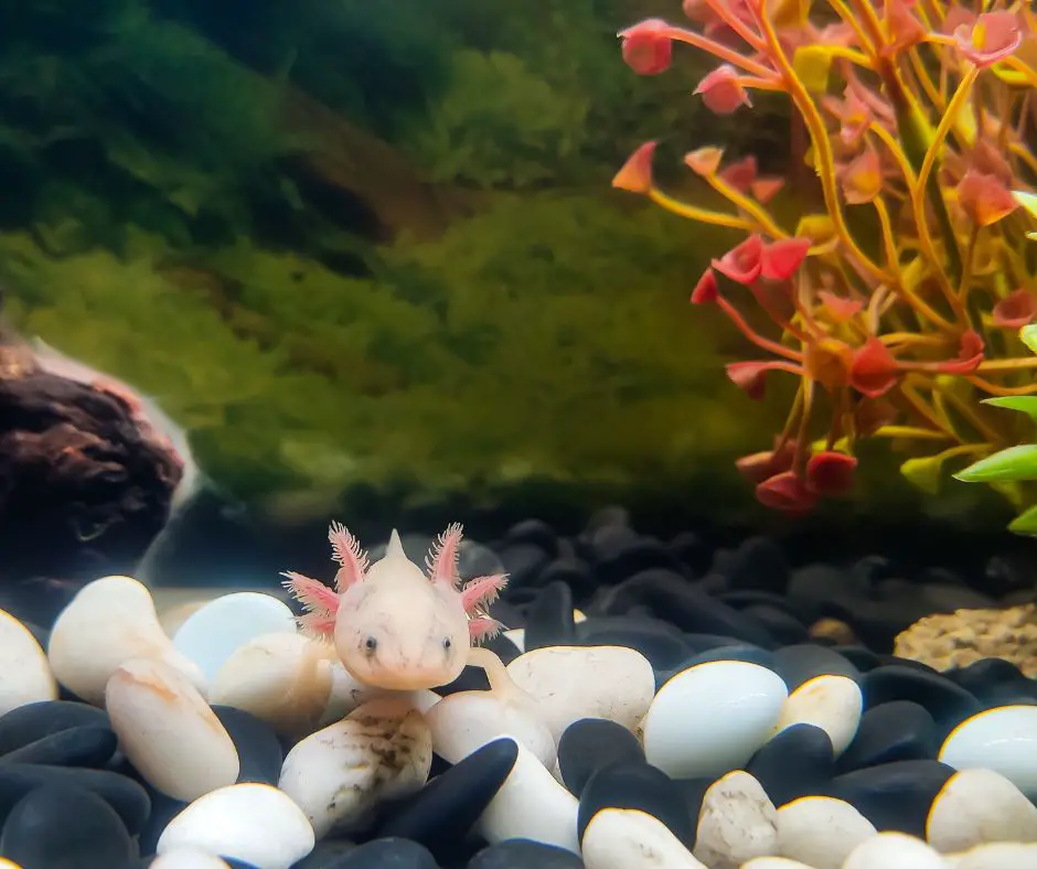 axolotl is swimming in the aquarium
