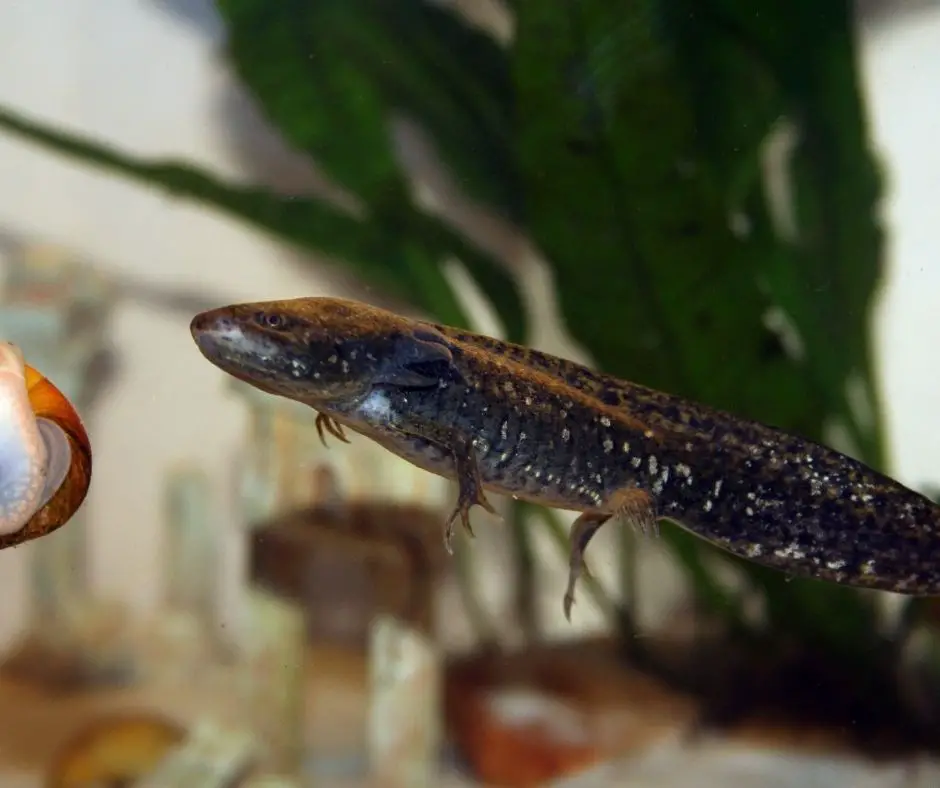 axolotl is swimming