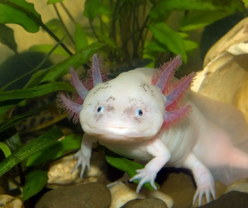 axolotl is watching you