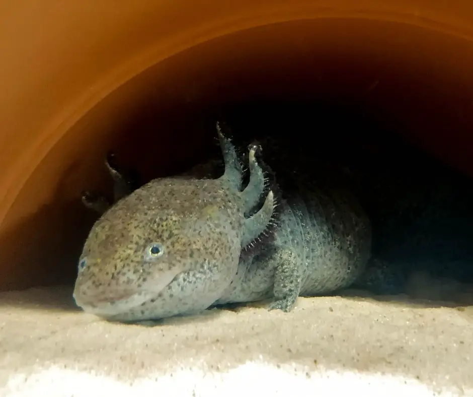 axolotl resting in their house