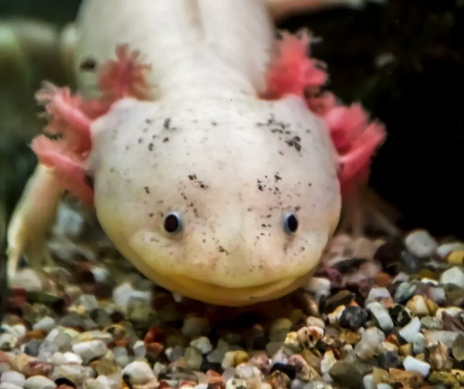 Axolotl's face