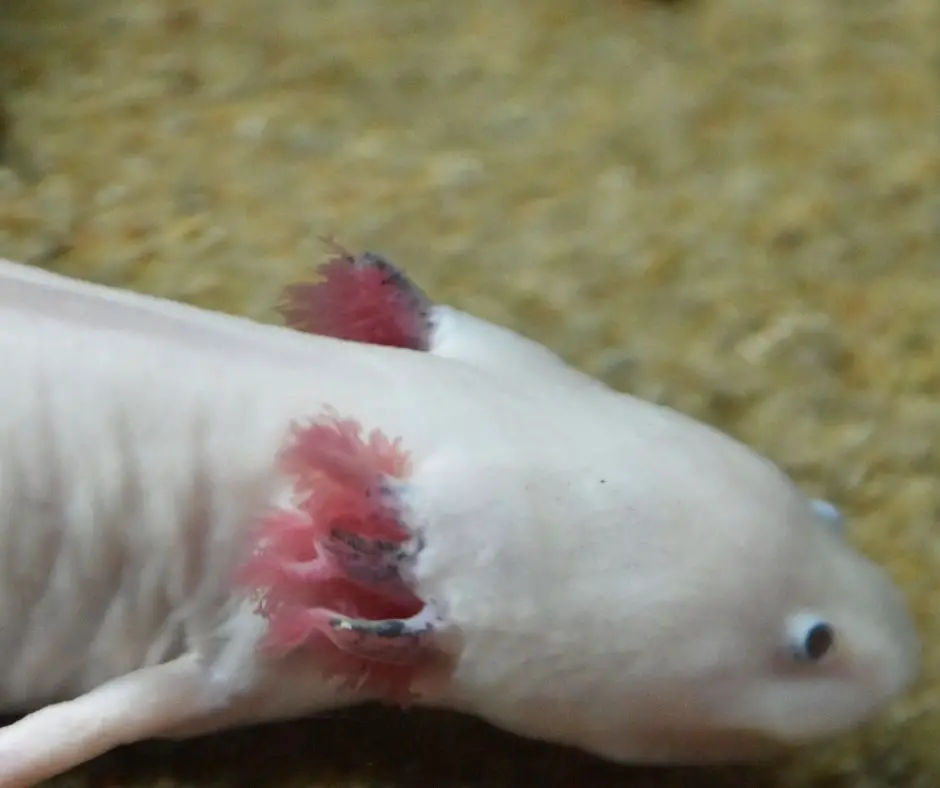 axolotl's gill close-up