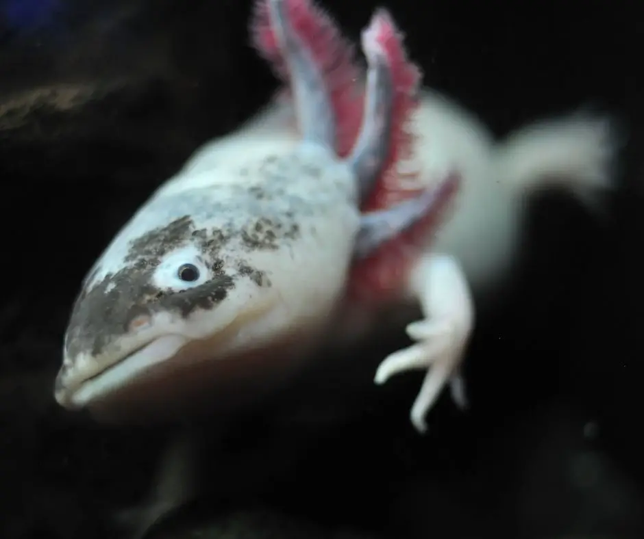 axolotl's head