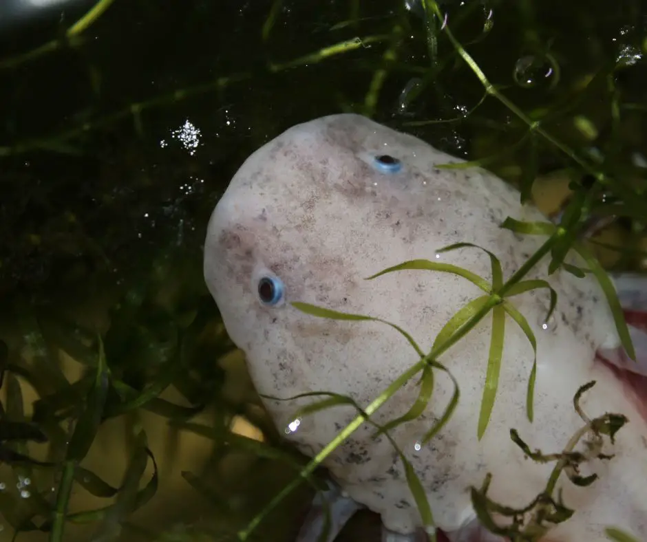axolotl's head
