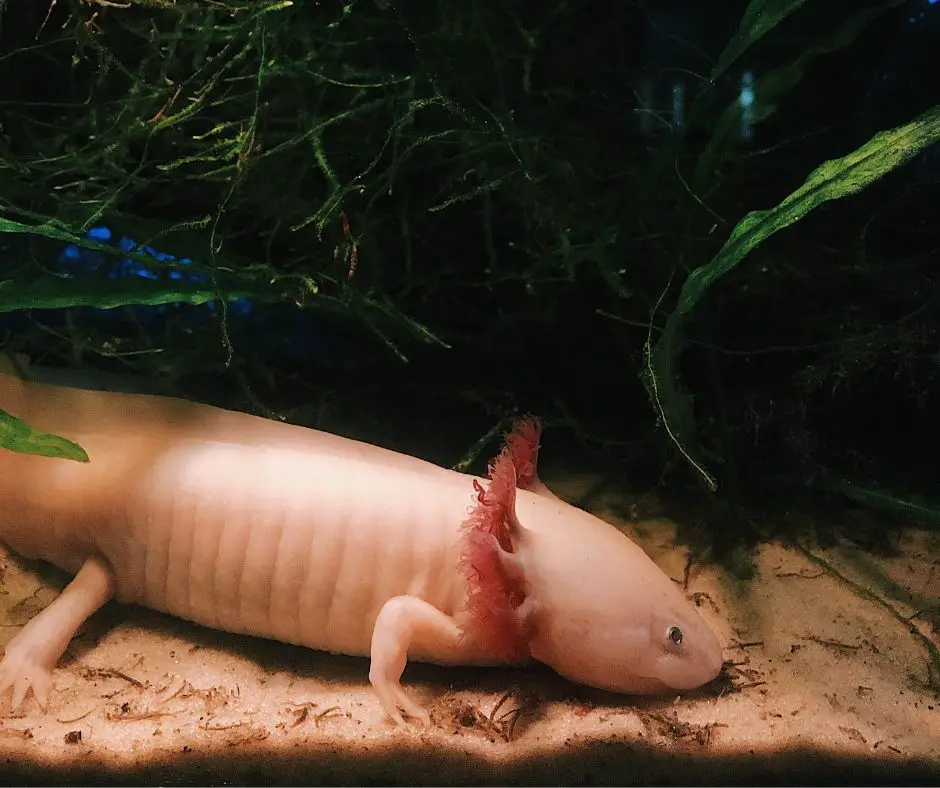 axolotls lying on the sand surface of the tank