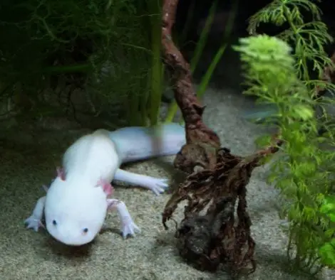 Why Is My Axolotl Digging