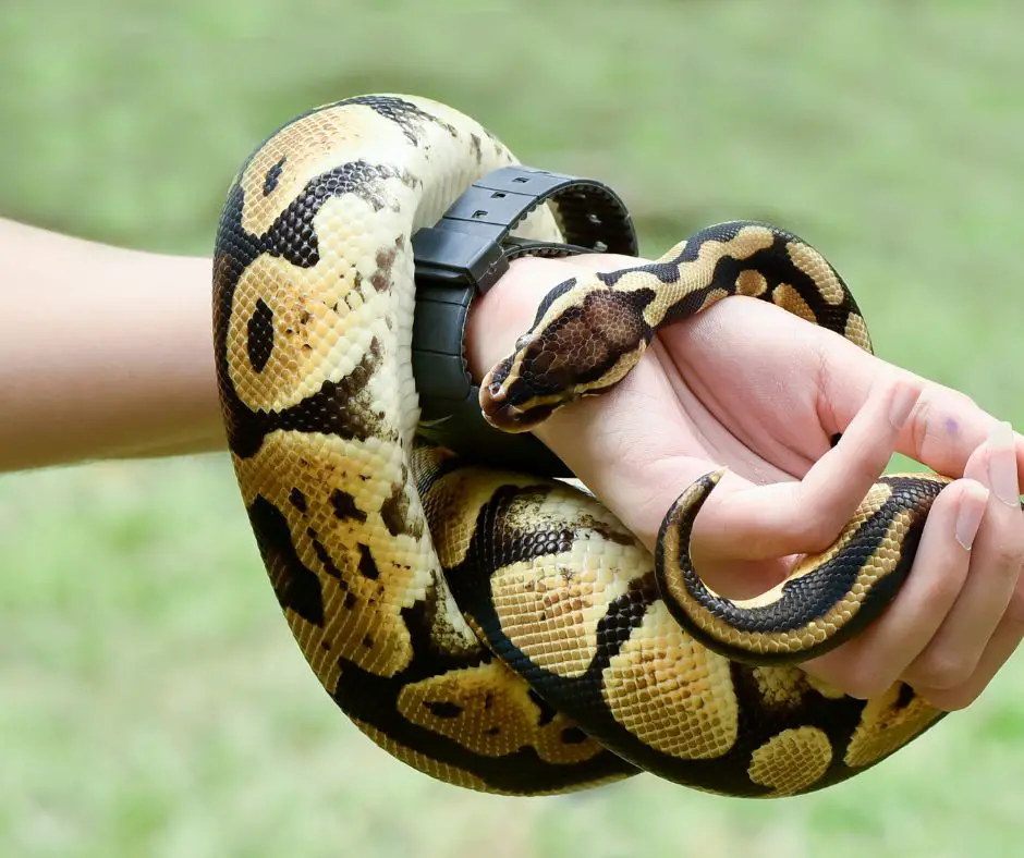 ball python coiled around the arm of a person