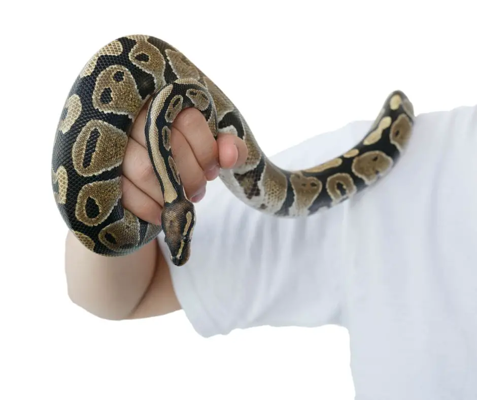 ball python on the hand of man