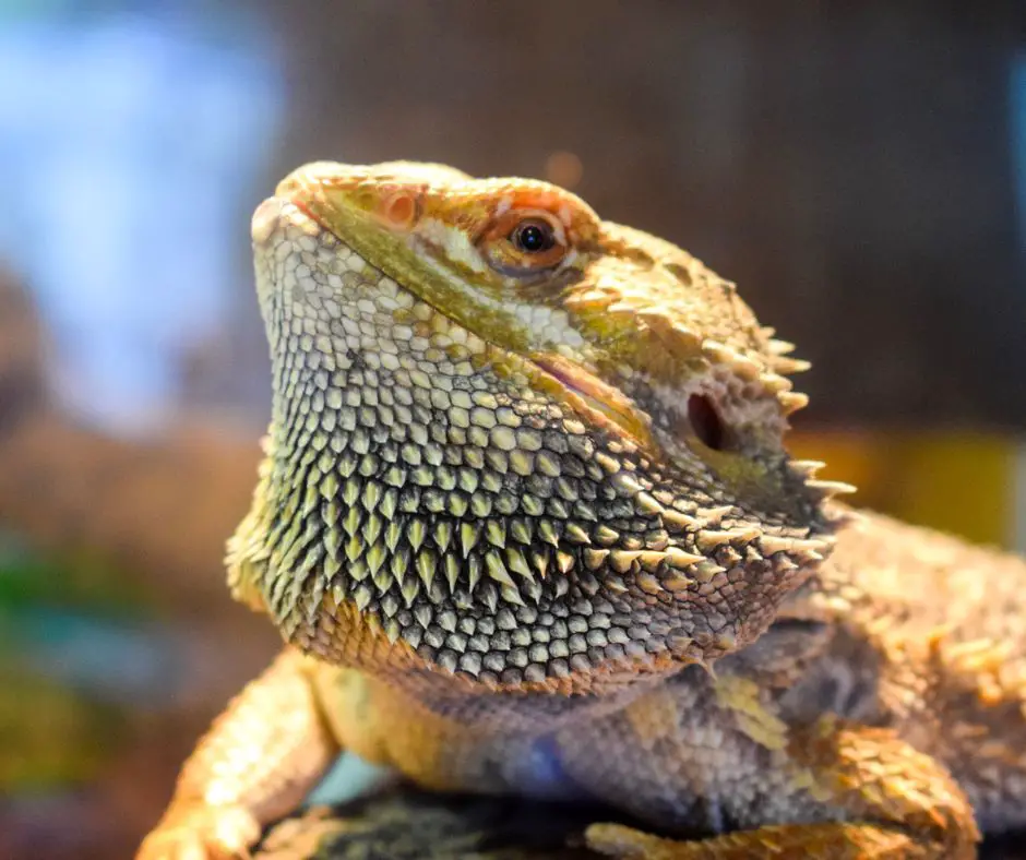 bearded dragon is lying in the sun