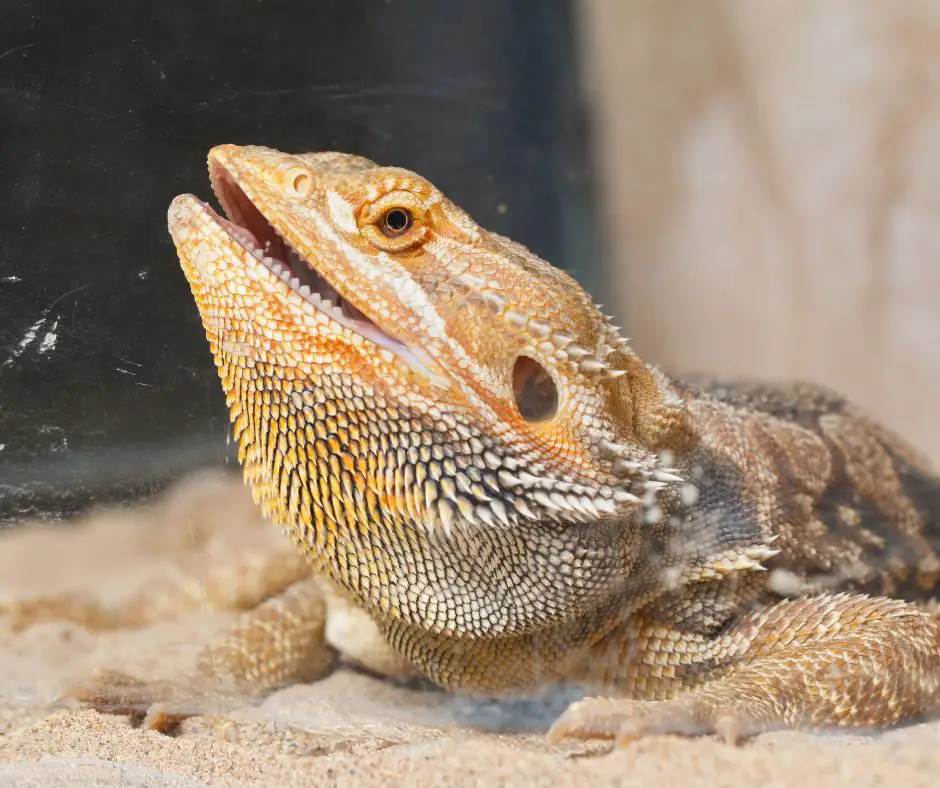bearded dragon is lying on the sand