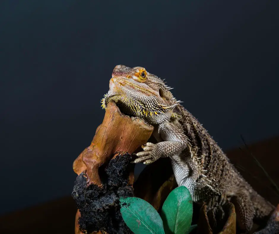 Bearded dragon is resting his head on a tree 