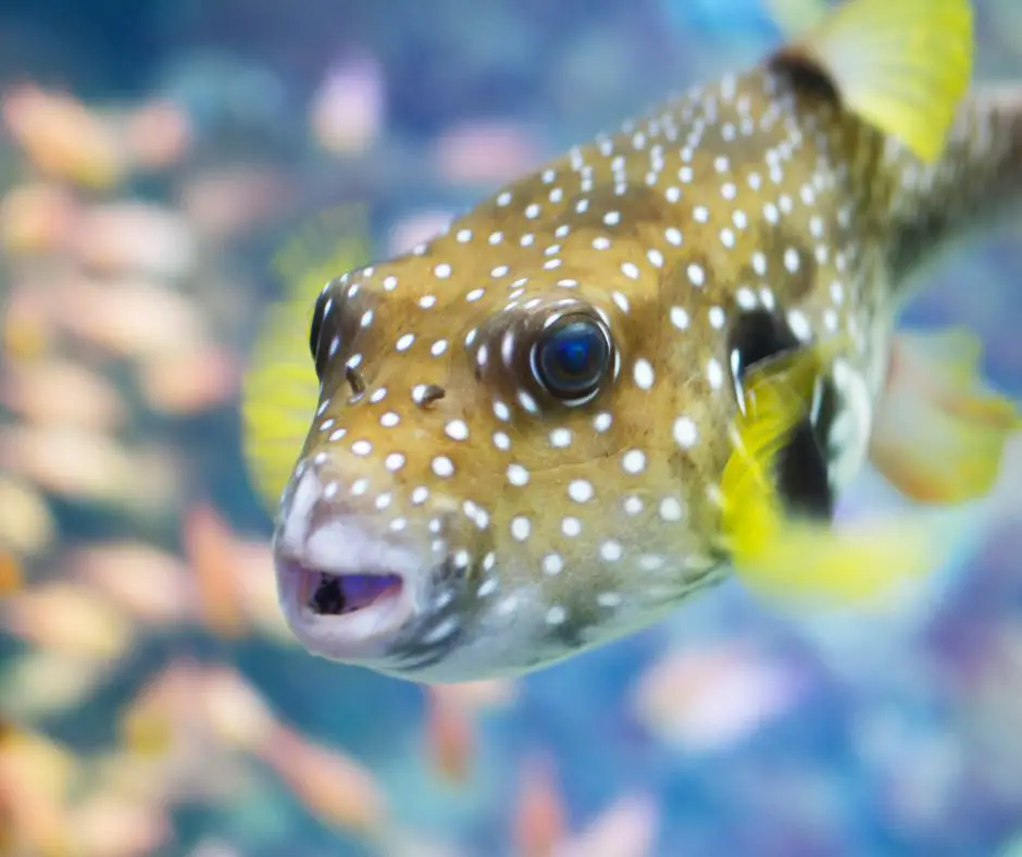 close-up of Starry Blowfish's face