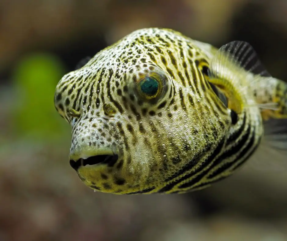 close-up of a puffer fish's face
