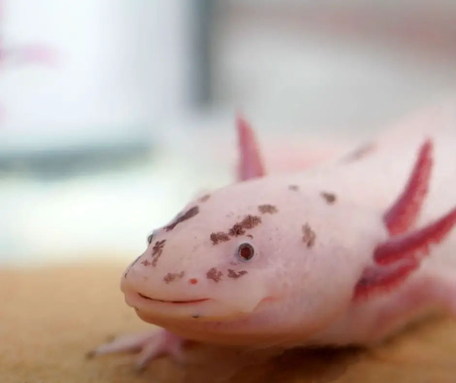 close-up of axolotl's face