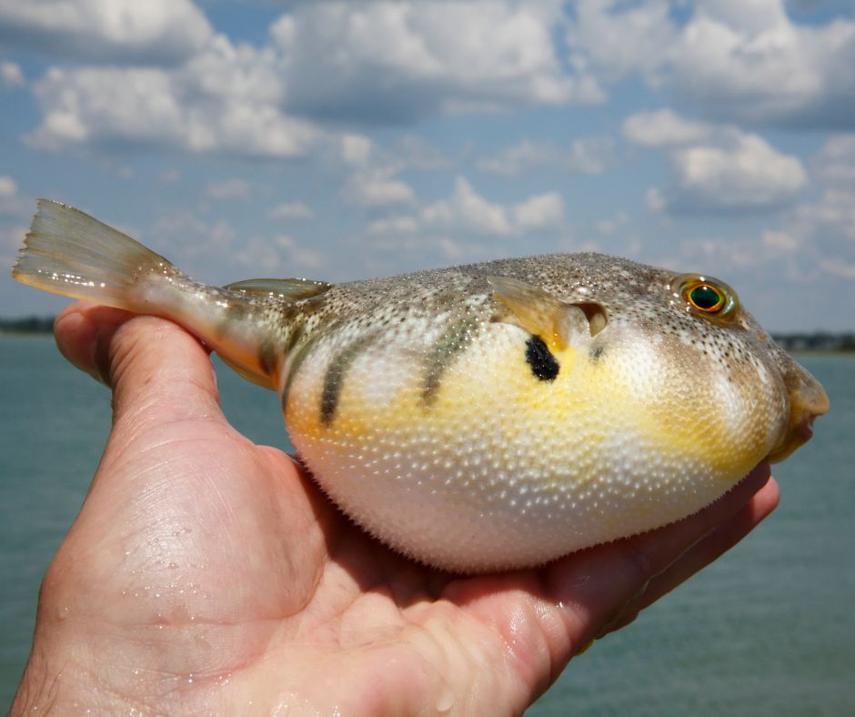 close-up of puffer fish in hand