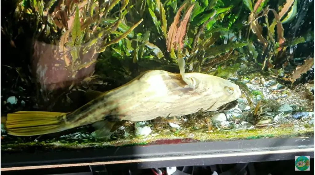 dead fahaka pufferfish in a tank