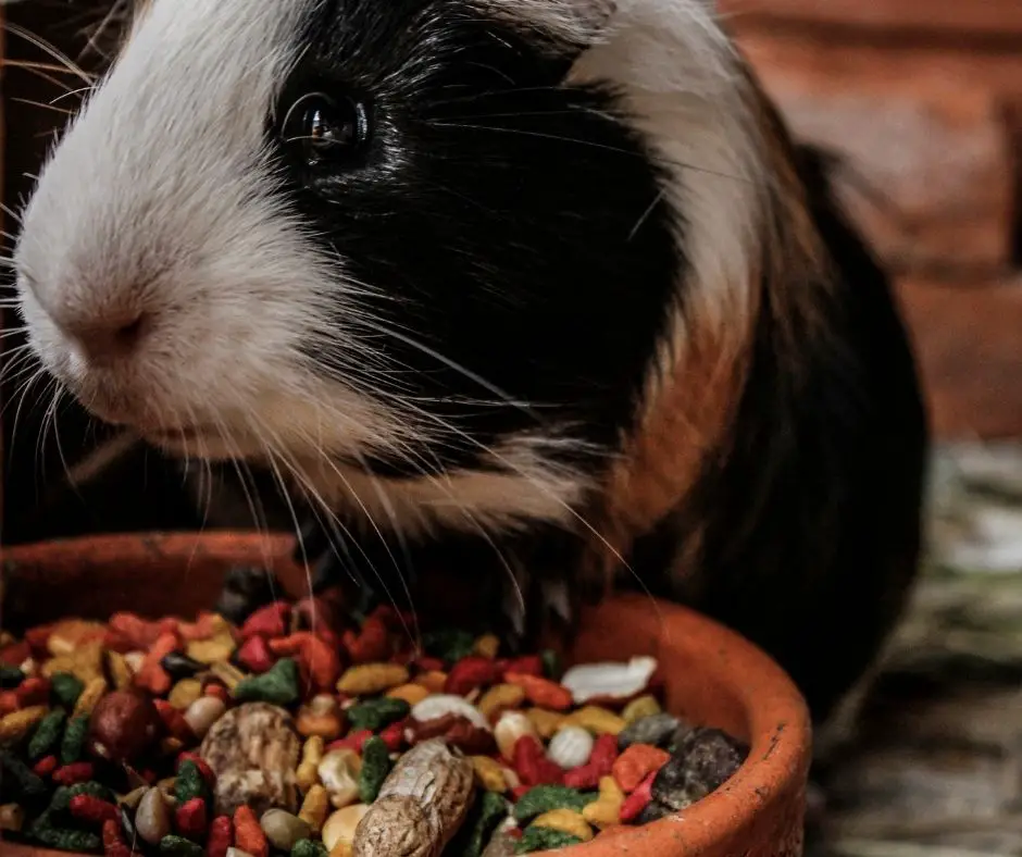 guinea pig and food bowl