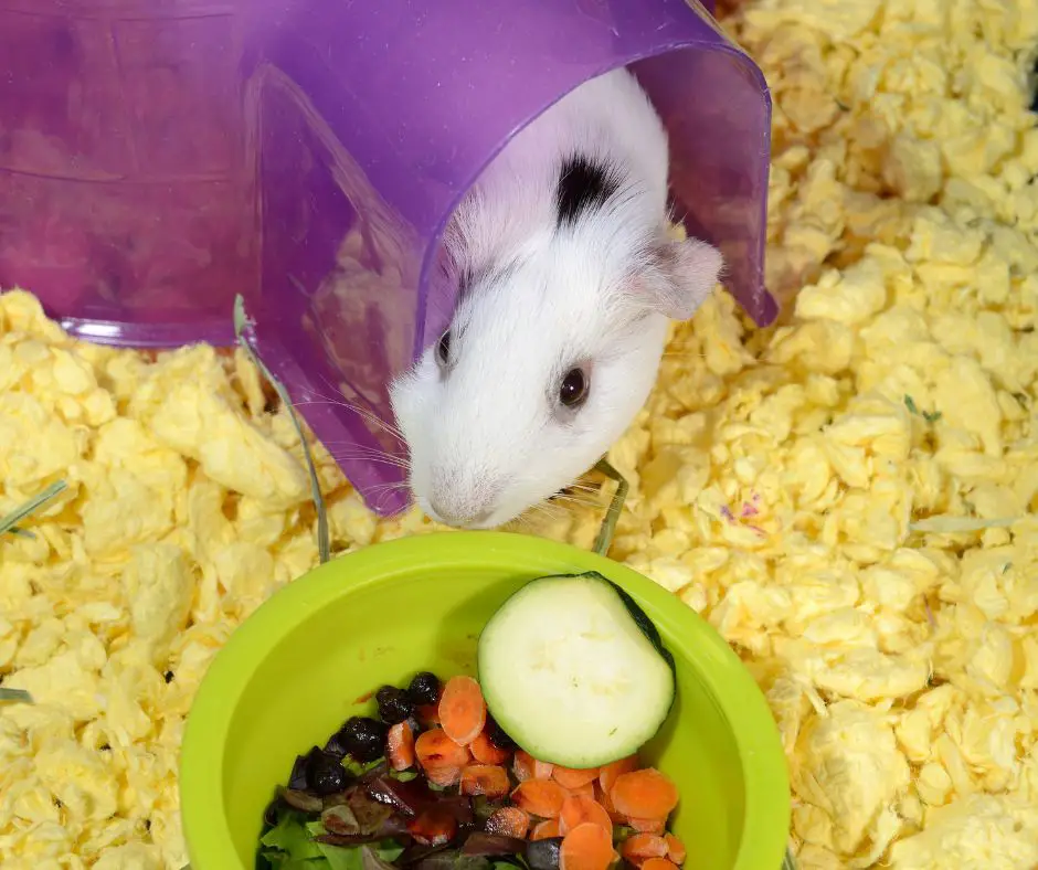 guinea pig checks food