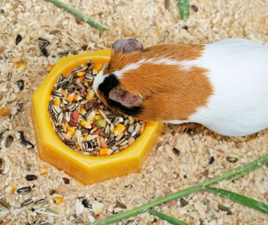 guinea pig eats in a small and bright food bowl