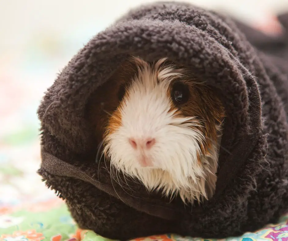 guinea pig hiding in a towel
