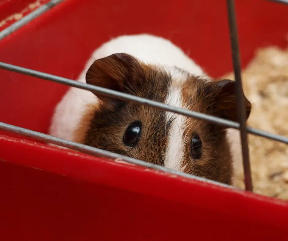guinea pig in a corner of the cage