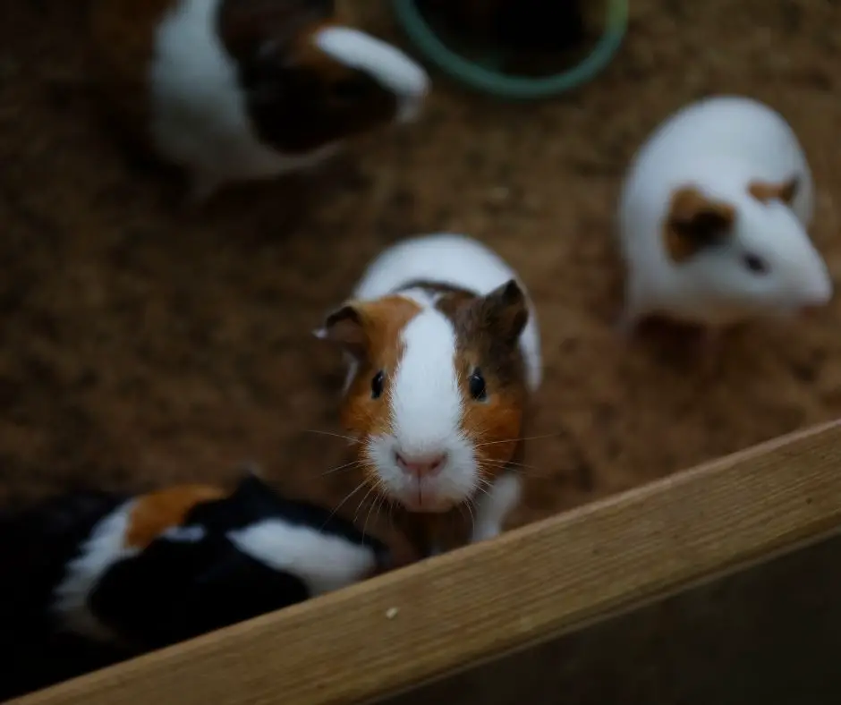 guinea pig is angry