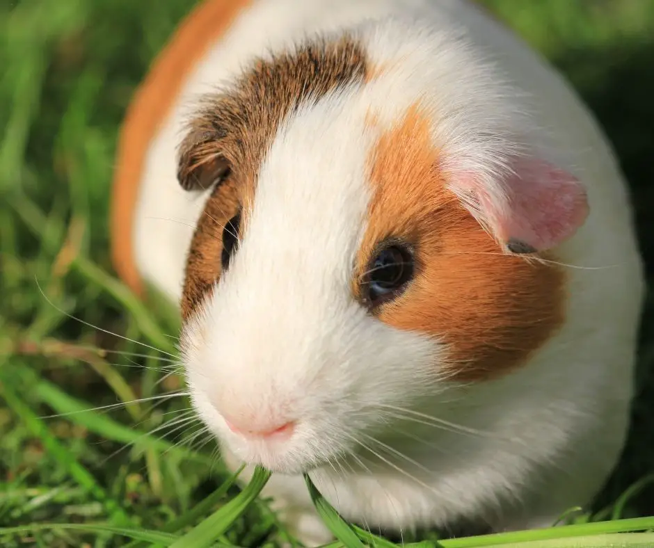 guinea pig is eating grass