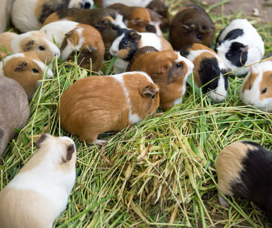guinea pig swarm