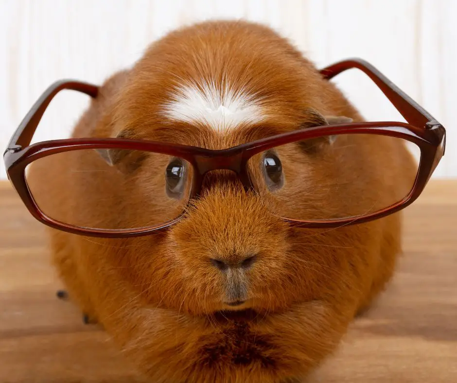 guinea pig wearing glasses