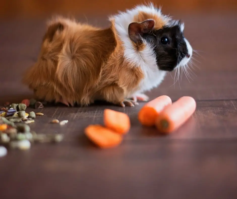 guinea pigs and foods on the floor