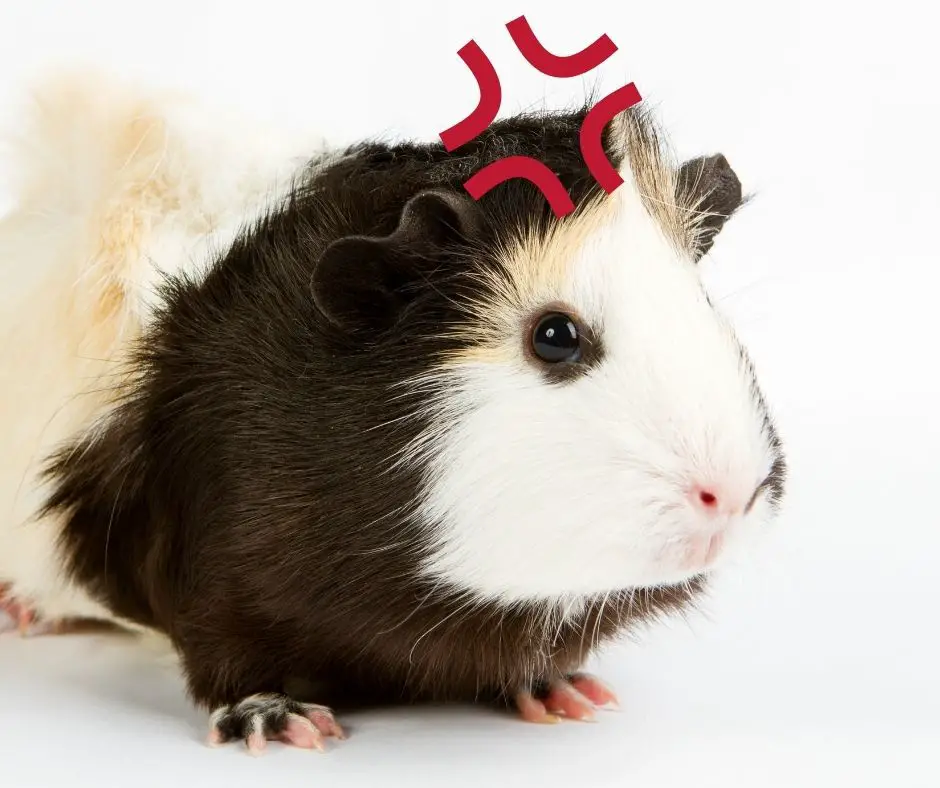 guinea pigs are Annoyed