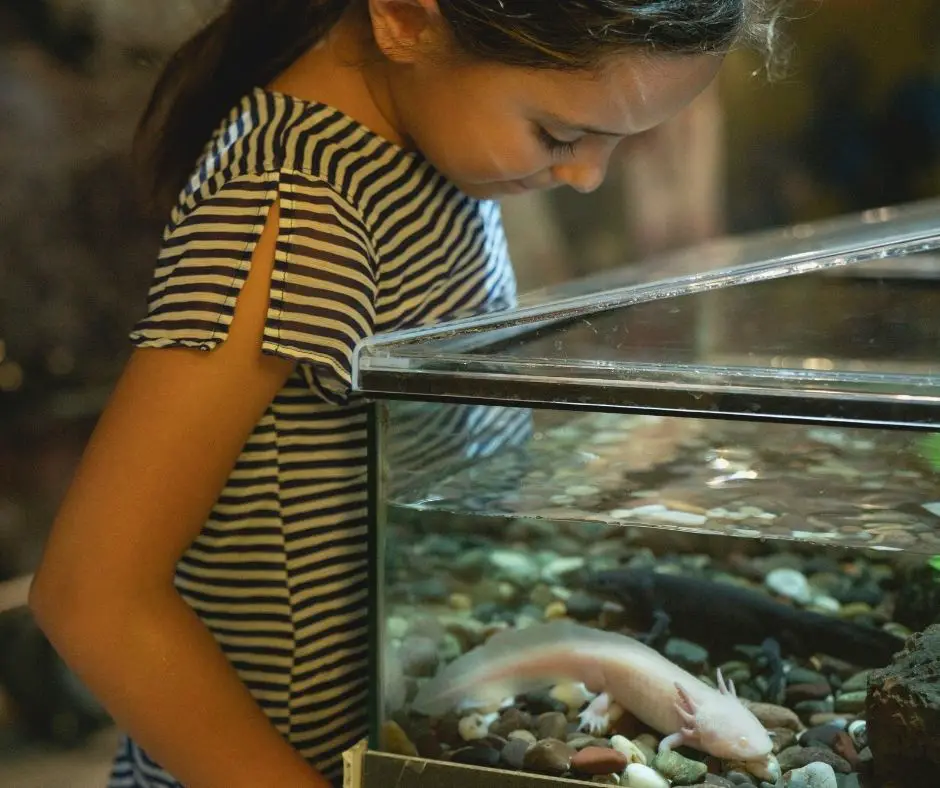 little girl looking at axolotl in tank