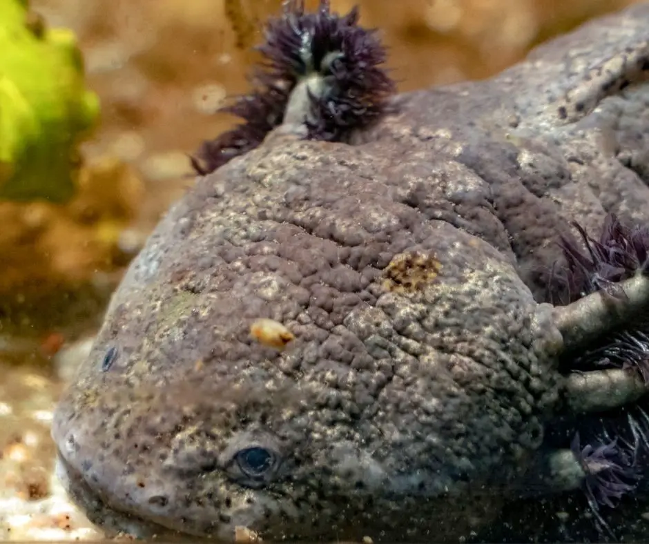old axolotl with wrinkled skin