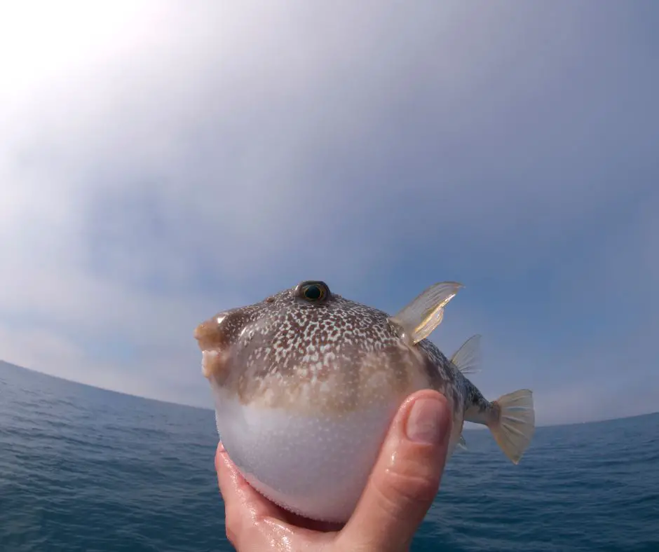 One hand pop puffer fish