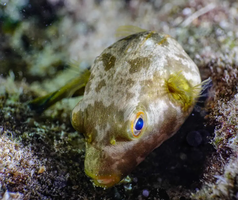 puffer fish curled up with anxiety