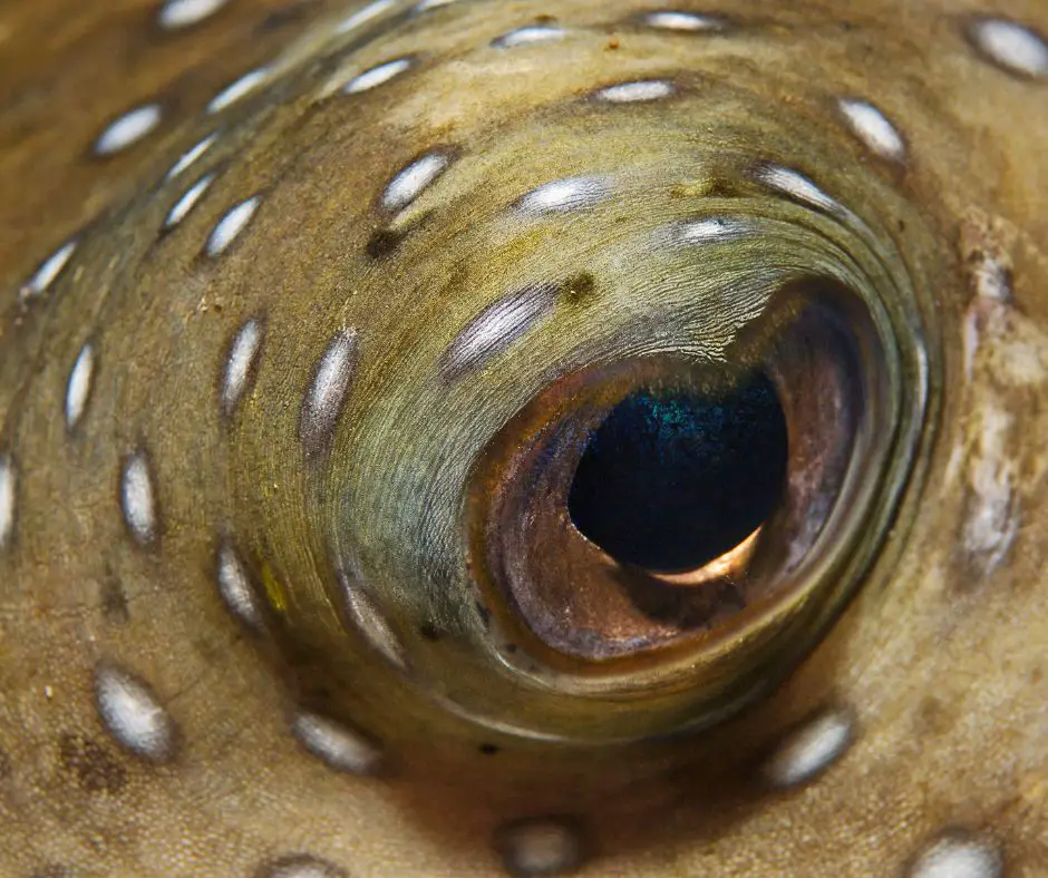 puffer-fish-eye